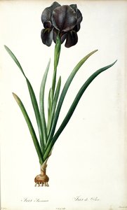 アイリスルクシアナ、 `Les Liliacees &39;から、1805 作： Pierre Joseph Redouté